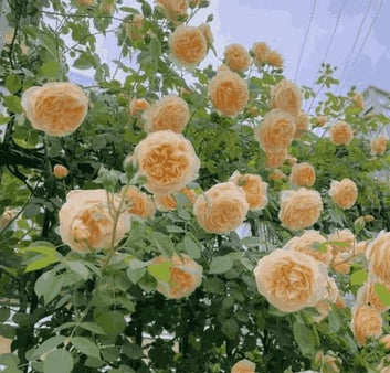 Elegant Climbing Rose Flower Seeds - Breathtaking colors (Imported)