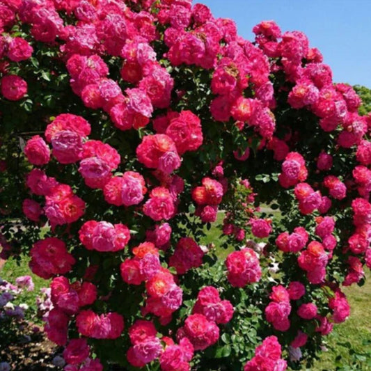 Elegant Climbing Rose Flower Seeds - Breathtaking colors (Imported)